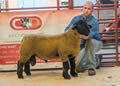 Lot 104 ram lamb substitute top price 7000 gns_